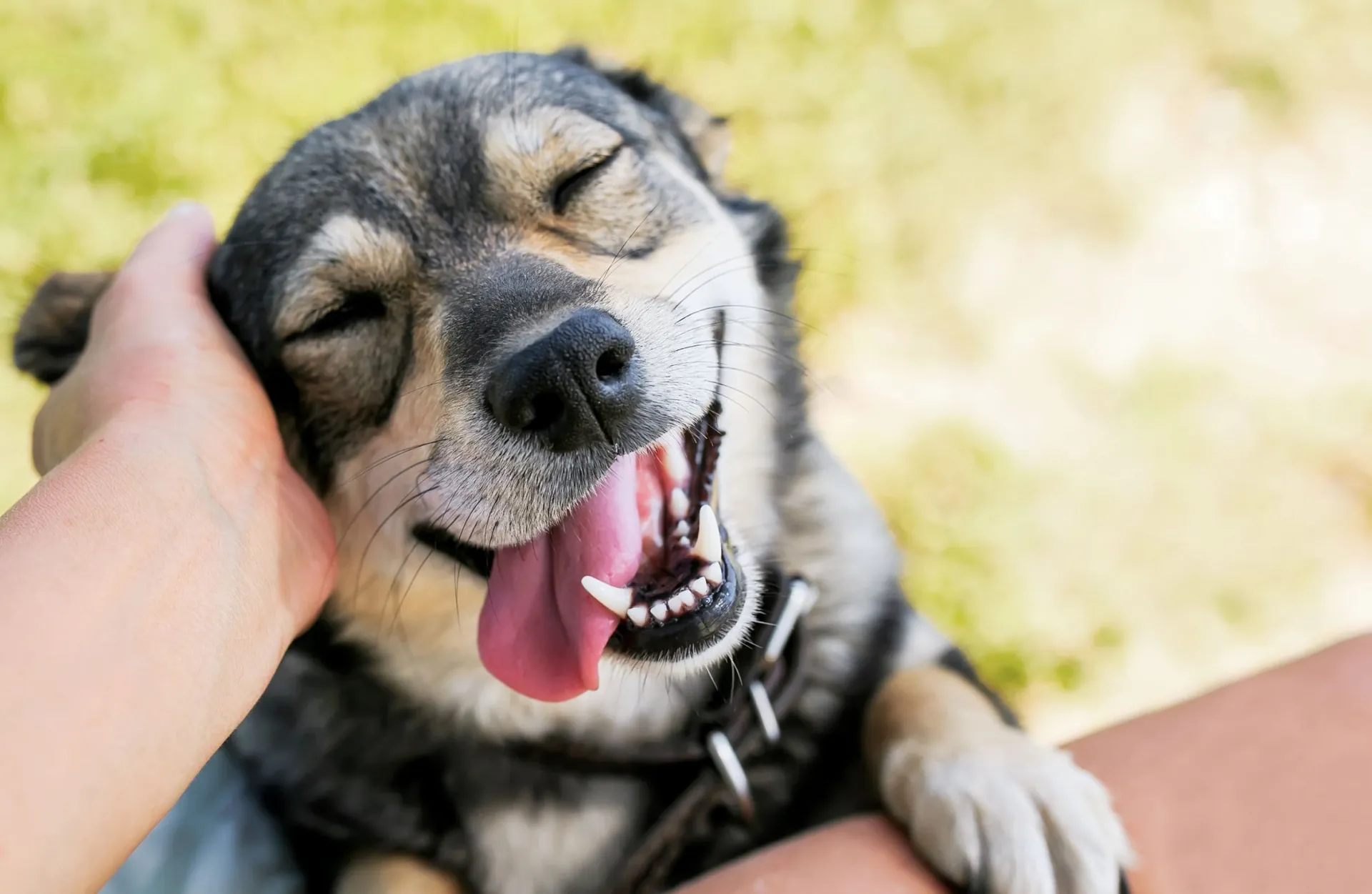 Close-up of a smiling dark brown dog with its tongue out being petted outdoors