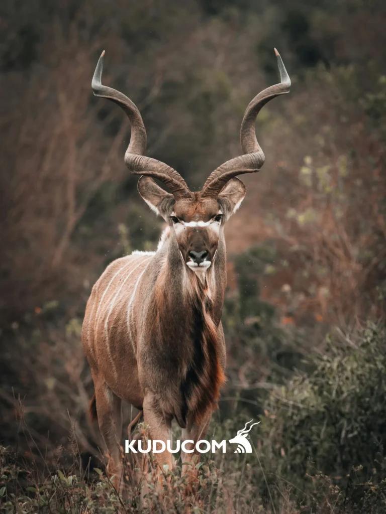 Kudu antelope with long spiral horns standing in brush with the KUDUCOM logo