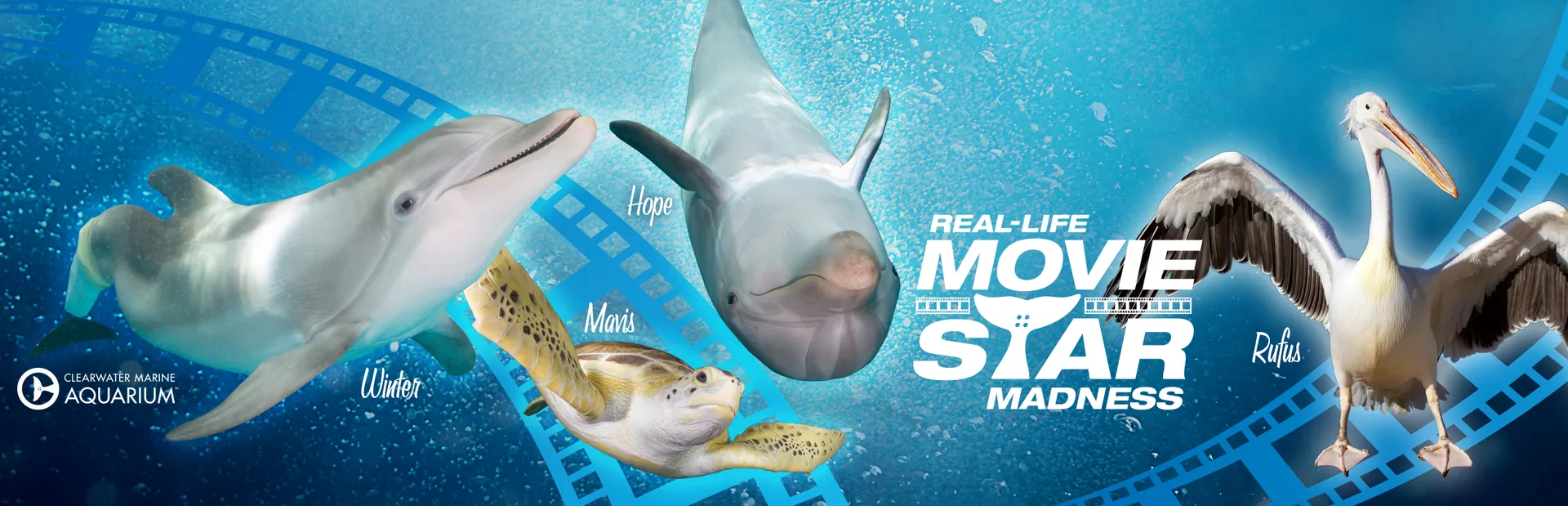 Movie Star Madness banner with a dolphin, sea turtle and pelican over film strips