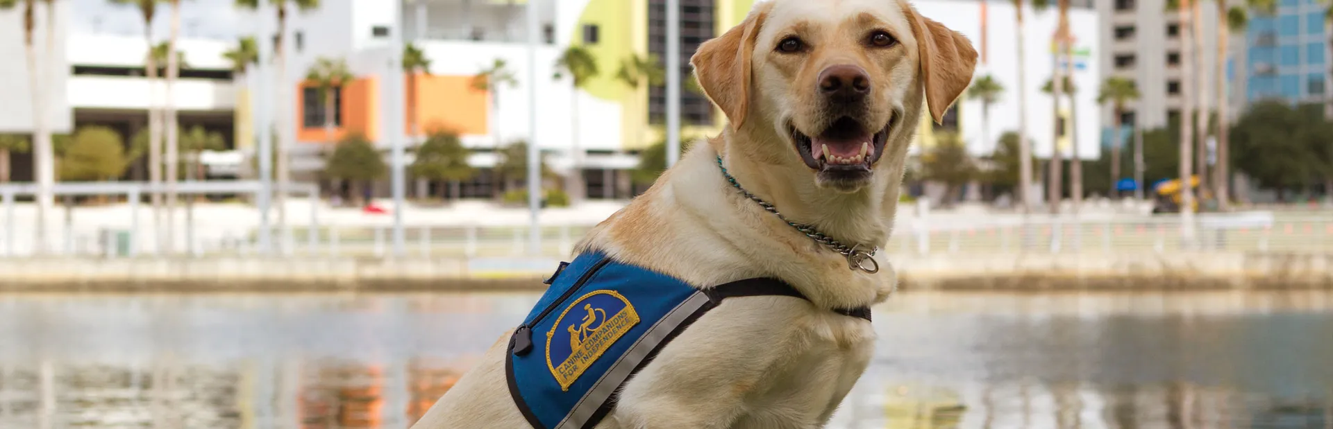 Yellow Labrador in a blue vest seated by a waterfront with city buildings behind