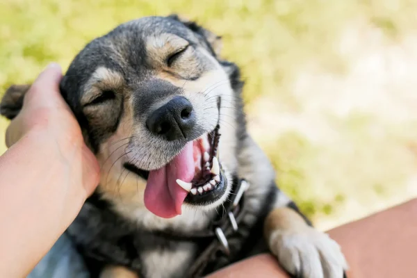 Close-up of a smiling dark brown dog with its tongue out being petted outdoors