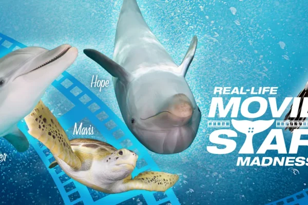Movie Star Madness banner with a dolphin, sea turtle and pelican over film strips
