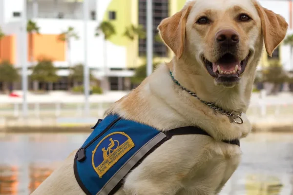 Yellow Labrador in a blue vest seated by a waterfront with city buildings behind